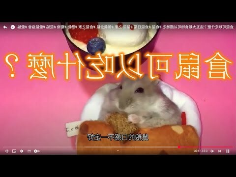 什麼動物可以養