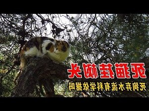 死狗放水流