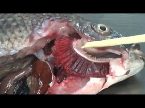 九魚圖游的方向