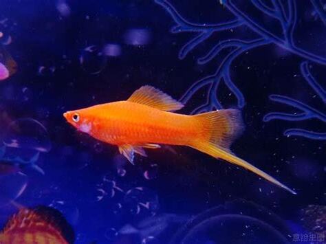 紅劍魚混養