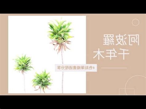 阿波羅樹