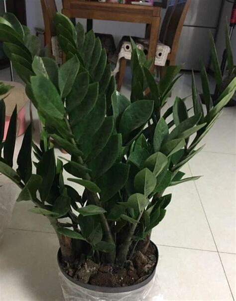 金錢樹澆水