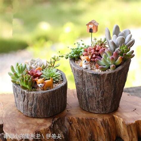 辦公桌上植物