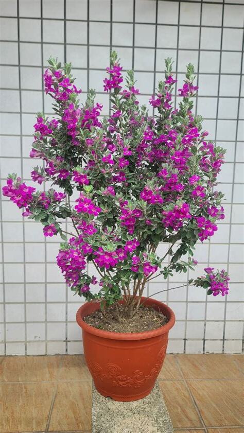 紅花玉芙蓉風水