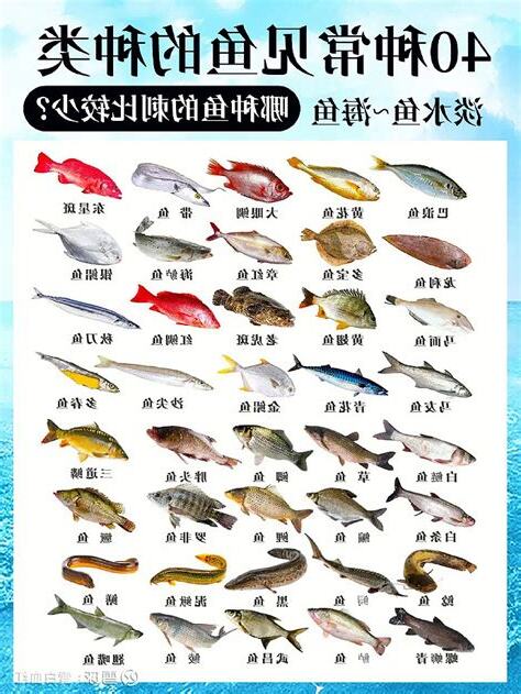 魚有哪些