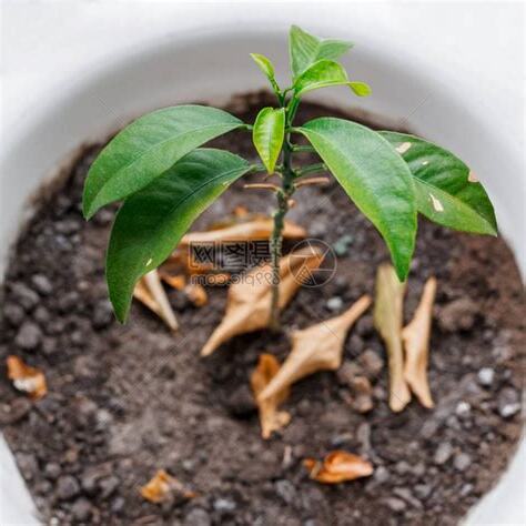 家裡植物枯萎