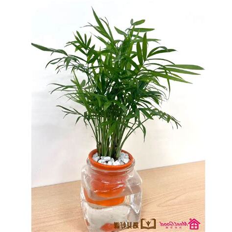 袖珍椰子水耕
