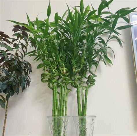 富貴竹放多少支