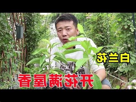 白玉蘭花種植禁忌