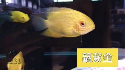 金菠蘿魚混養