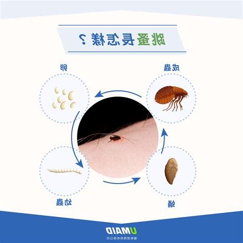 肉眼跳蚤幼蟲