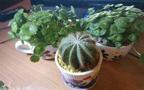 仙人掌風水陽台