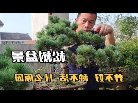 松樹開白花