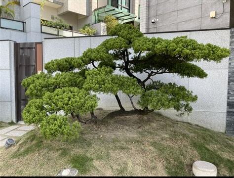 針柏樹風水