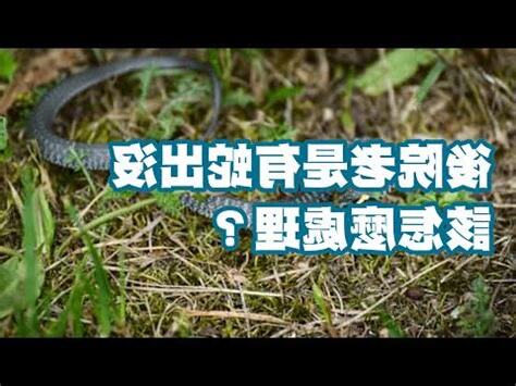 防止蛇進入