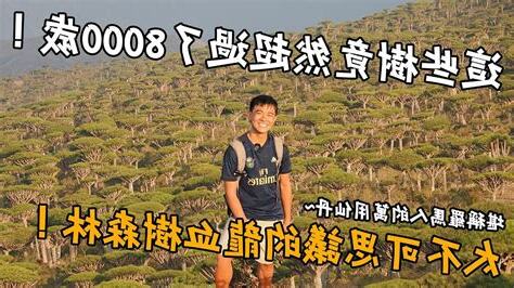 龍血樹葉門