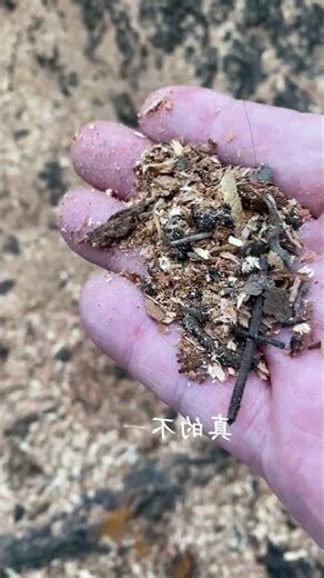 樟樹香味
