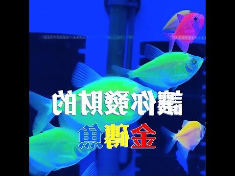 金磚魚怎麼養