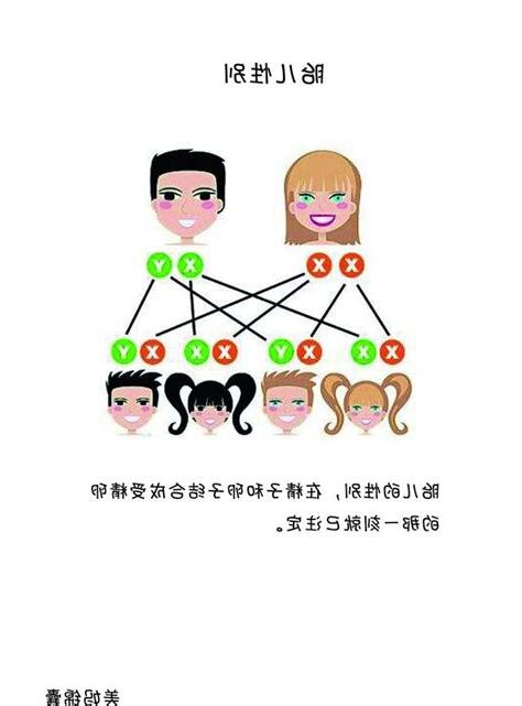 生男女機率