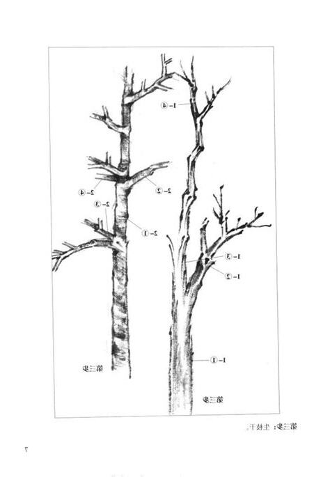 雜樹