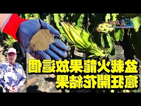 火龍果種植盆栽