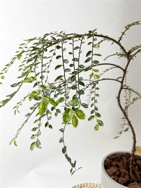 斑葉榆樹風水