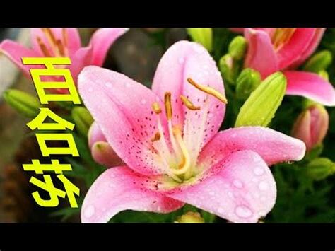 房間放百合花