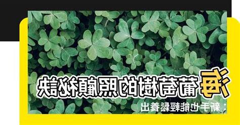 海葡萄樹照顧