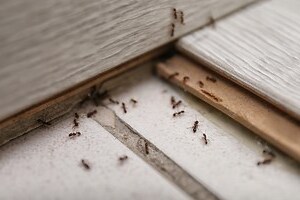 桌上突然有螞蟻