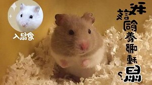 寵物老鼠種類