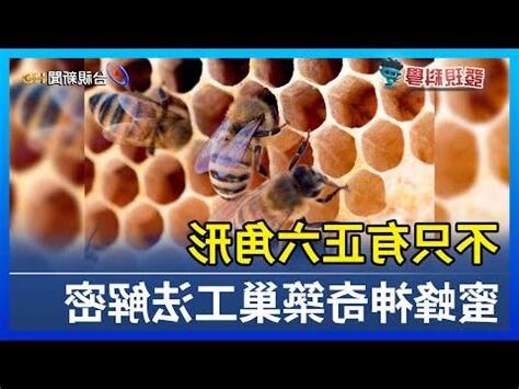 蜜蜂築巢條件