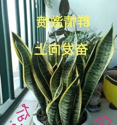 虎尾兰风水大门