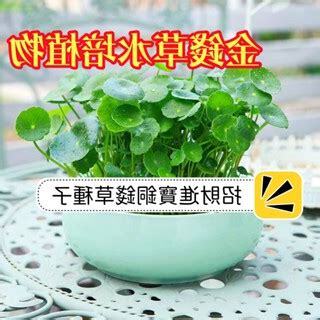 金錢草風水