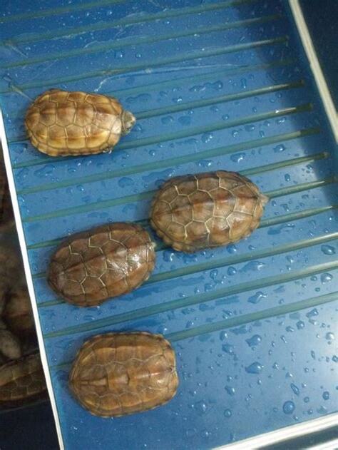 烏龜不上岸