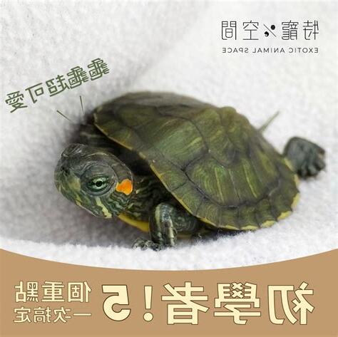 烏龜飼養