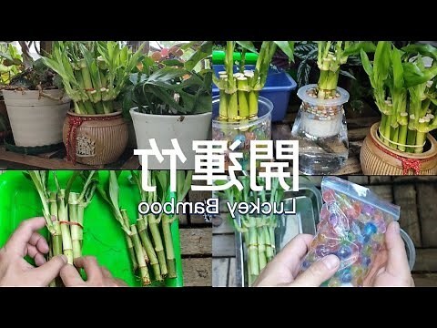 幸運竹種植