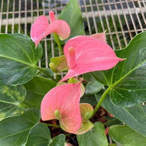 粉紅火鶴花風水