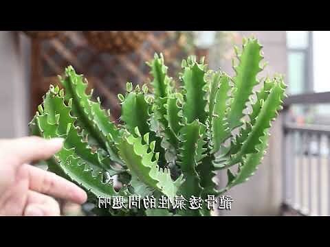 龍骨木