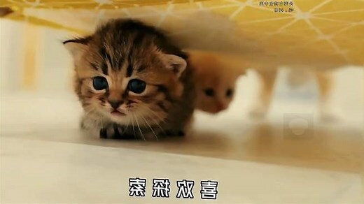 猫来家里生孩子代表什么