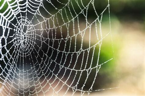 家裏有蜘蛛網代表什麼