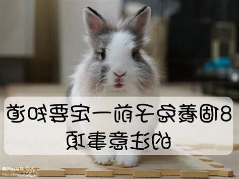 兔子注意事項