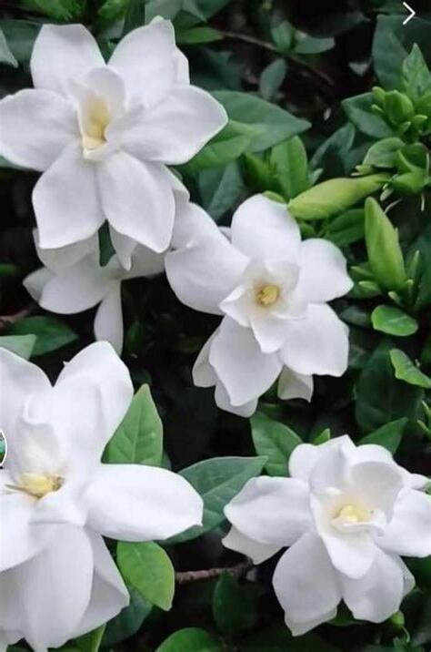 子花