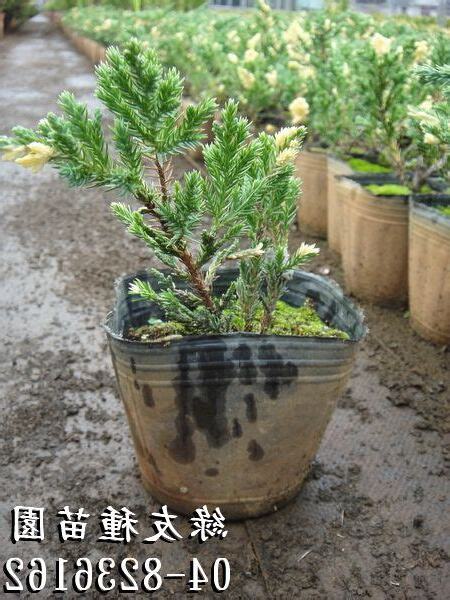 龍鳳柏如何養殖