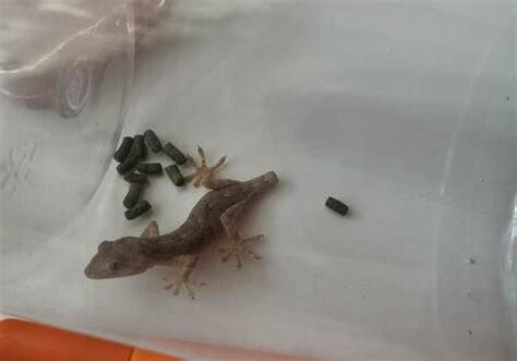 老鼠大便