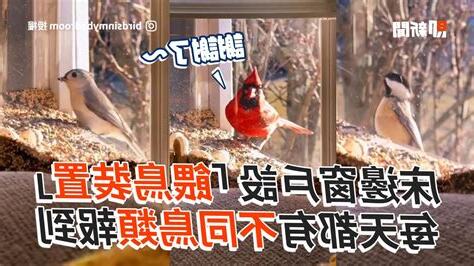 窗戶有鳥