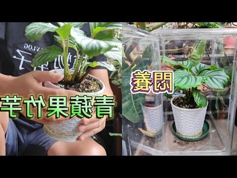 青蘋果竹芋葉子垂
