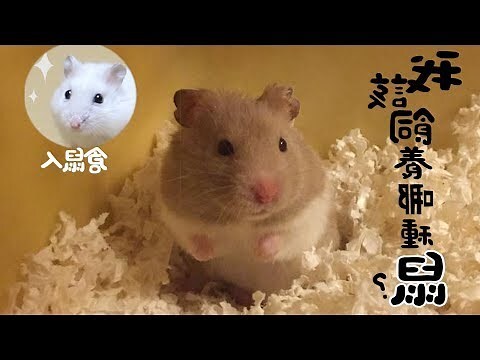 倉鼠種類