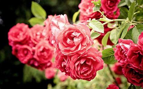 紅薔薇花語
