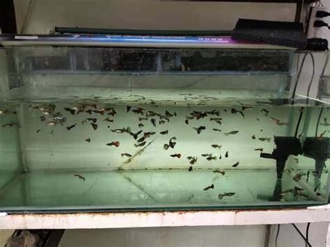 魚死掉要換水嗎