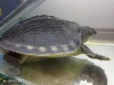 豬鼻龜要去哪裡買